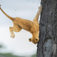 A jump goes wrong for a lion cub.